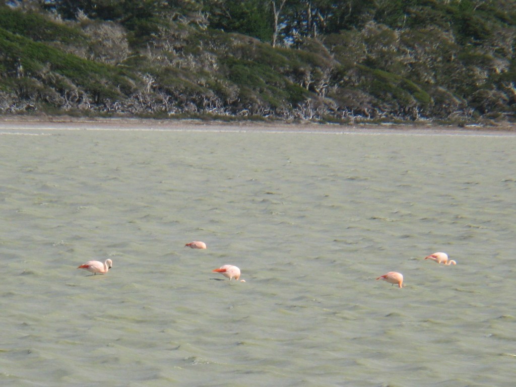 9-flamigos-in-tierra-del-fuego