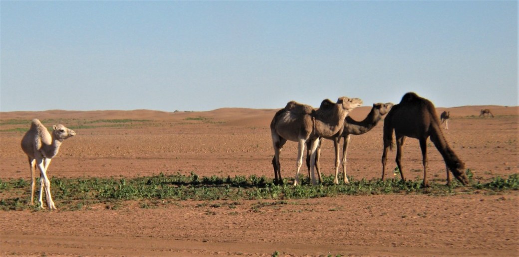 40 Desert 6 camels